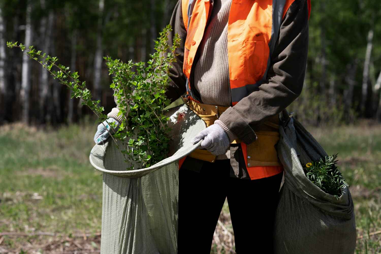 Trusted Harvey, ND Tree Service Experts